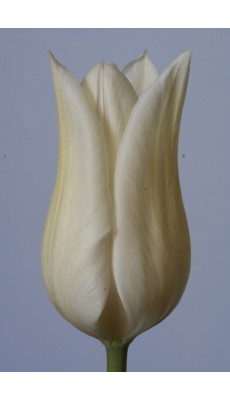 WHITE TRIUMPHATOR